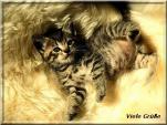 E-Card