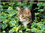 E-Card