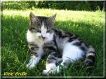 E-Card