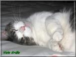 E-Card