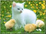 E-Card