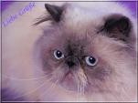 E-Card