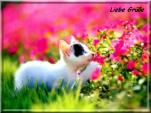 E-Card