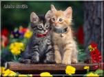 E-Card