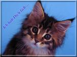 E-Card