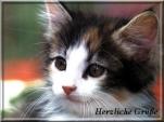 E-Card