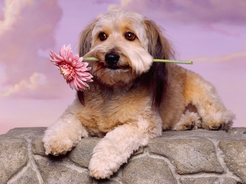 Hundegrußkarte