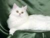 Katzenpuzzle 3