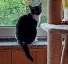 Katze Pam im Fenster