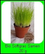 Die Bio Katzengras Softgras Samen 20g (Lolium perenne) sind hochkeimfähig und ergeben ein super weiches Katzengras.