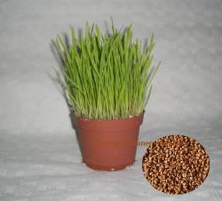 BIO Katzengras Samen (Triticum aestivum) 50g