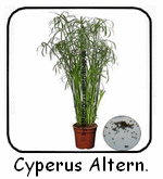 cyperus-altern-150