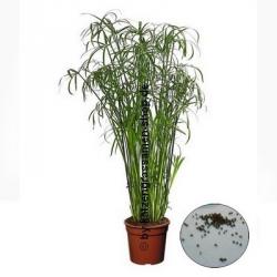 Katzengras 100 Samen (Cyperus alternifolius)