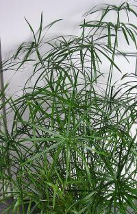 cyperus-alternifolius