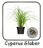 cyperus-glaber-150