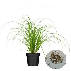 Katzengras 300 Samen (Cyperus Glaber)