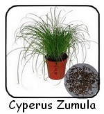 cyperus-zumula-150-1