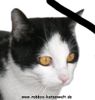 Katze Knopf von Robbys-Katzenwelt