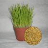 10,00€ = 4 Kg Katzengras Samen (Avena sativa)