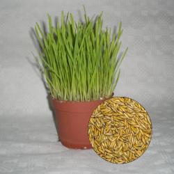 Katzengras Samen (Avena sativa) 4kg