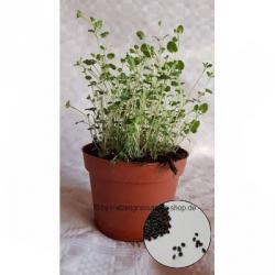 Katzenminze 250 Samen (Nepeta cataria)