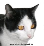 Katze Knopf von Robbys-Katzenwelt