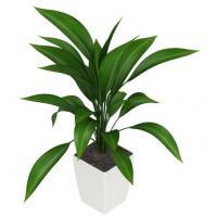 übertopf für bonsai Bonsai mit Übertopf – Malbat Blumen