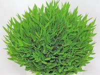 bambus parfum Bamboo Perfume main image 0